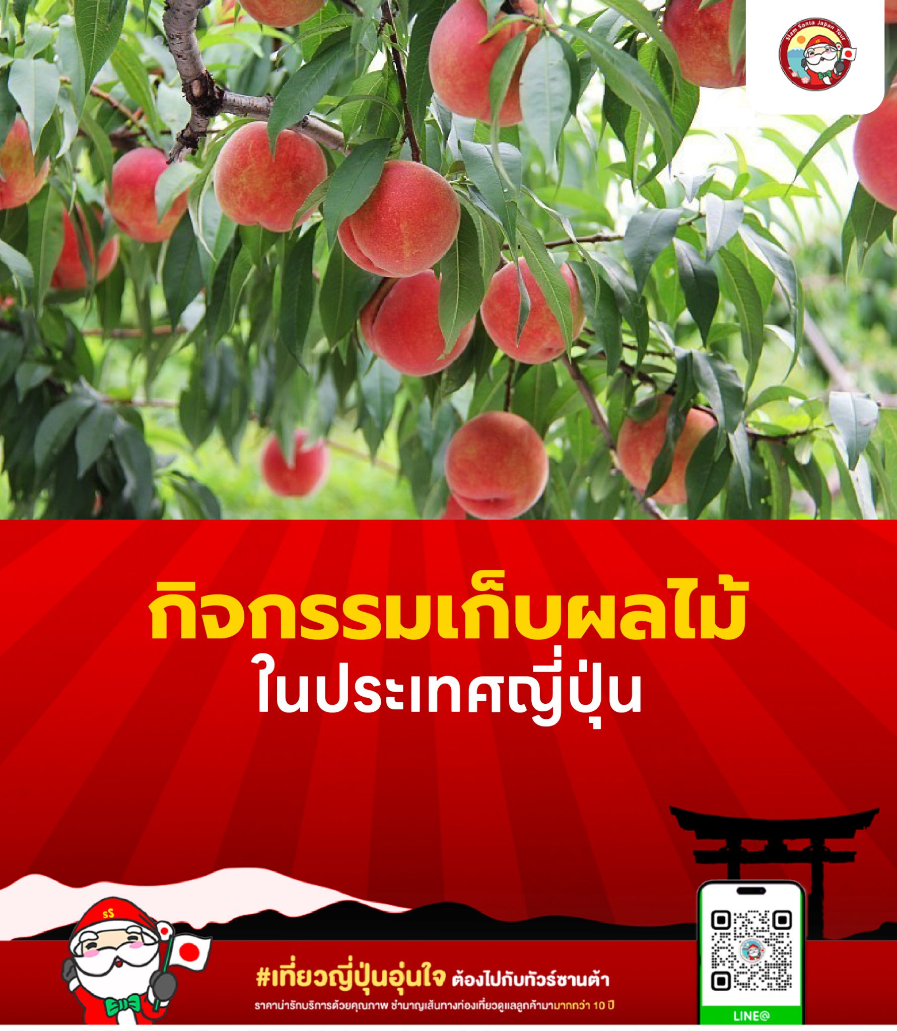 กิจกรรมเก็บผลไม้ในประเทศญี่ปุ่น