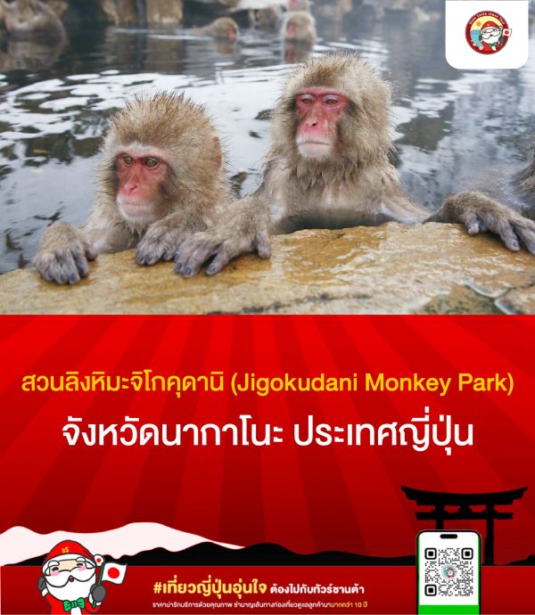 สวนลิงหิมะจิโกคุดานิ (Jigokudani Monkey Park) จังหวัดนากาโนะ ประเทศญี่ปุ่น