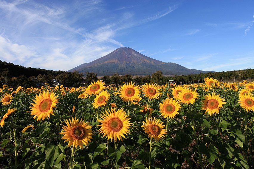 สวนฮานะโนะมิยาโกะ