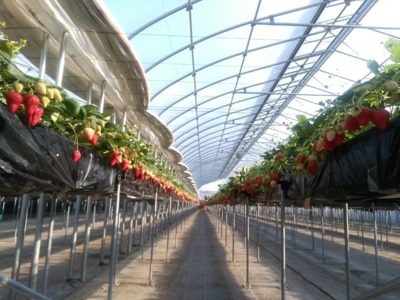 Dragon Farm 