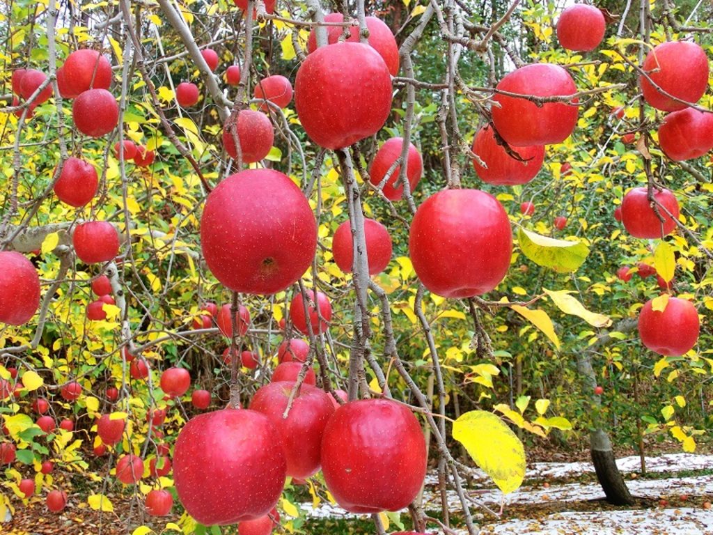สวนKuroda Apple