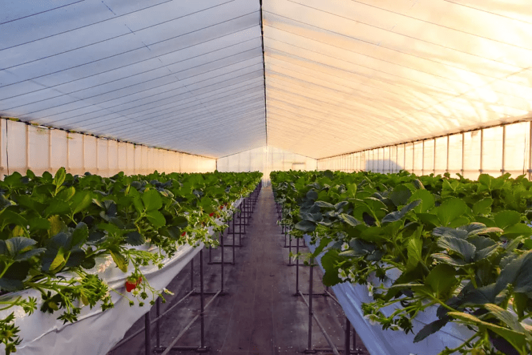 Tado Green Farm 