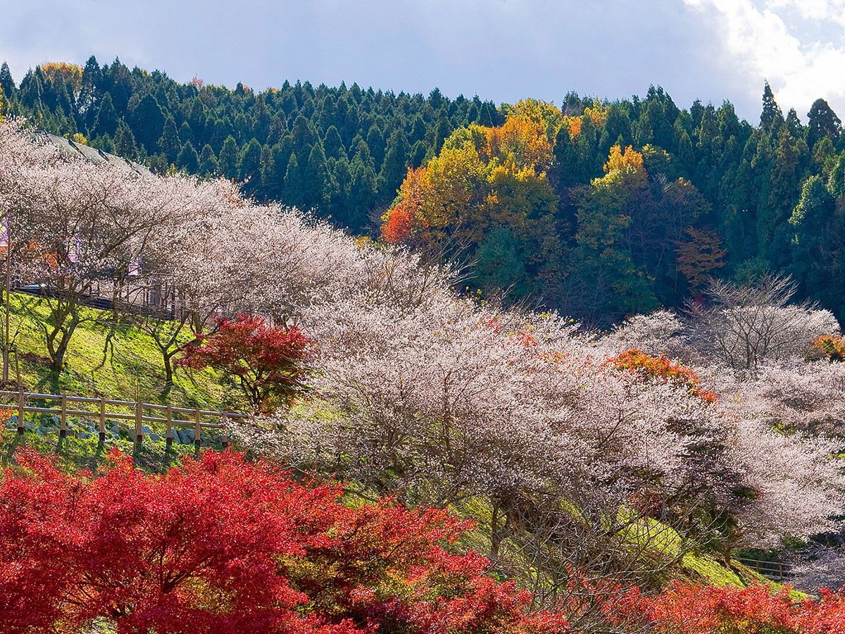 สวนโอบาระฟุเรไอ