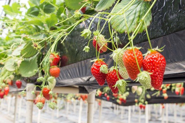 Fruitelier farm