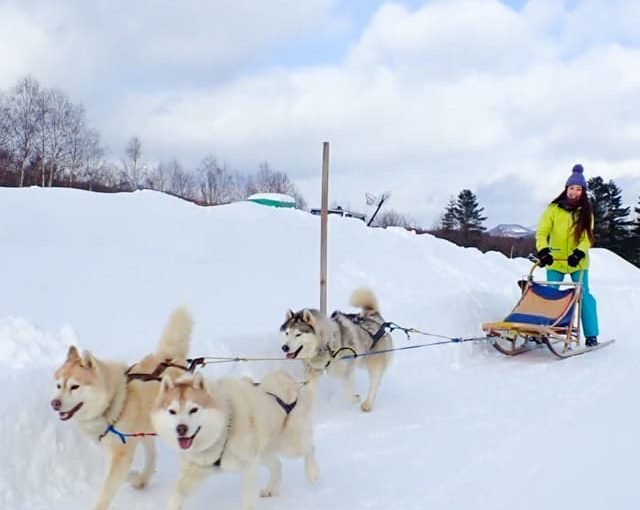 กิจกรรสุนัขลากเลื่อน ณ Furano Trekking Support YUMA