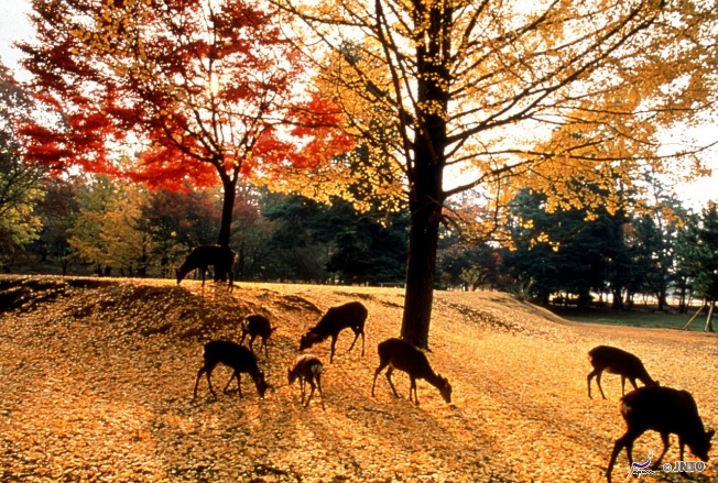 สวนกวางนารา