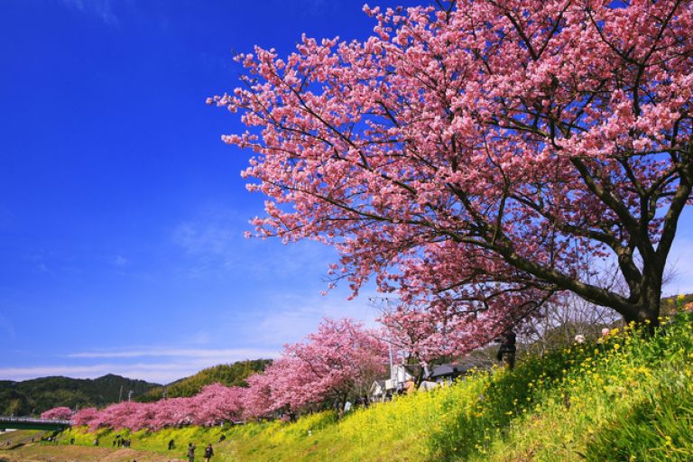 ซากุระ Kawazu 