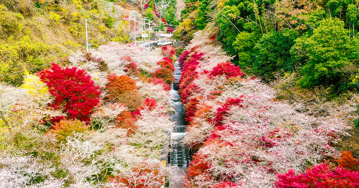 สวนโอบาระ ฟุเรไอ