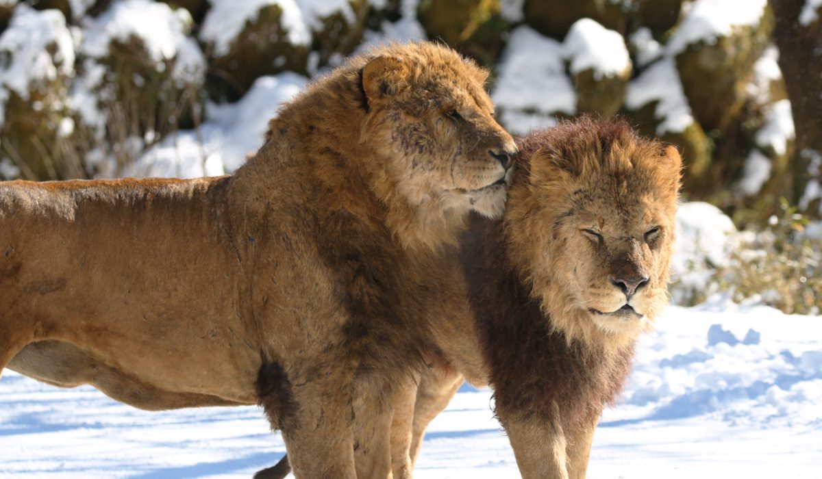  Fuji Safari Park
