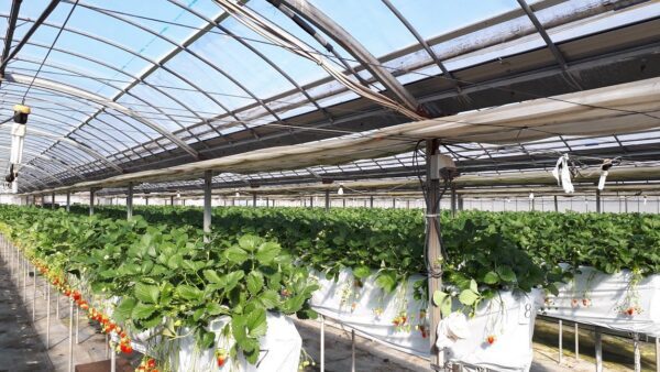 Sawada Farm
