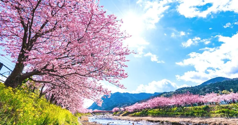ซากุระ Kawazu 