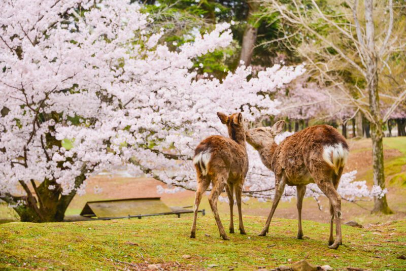 สวนกวางนารา 